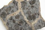 Ammonite (Promicroceras) Cluster - Marston Magna, England #207734-3